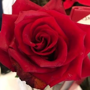 Meet your Posher, Marcela